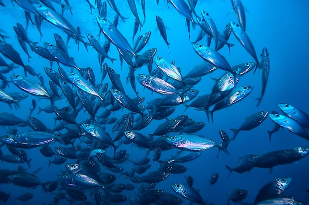 onderwaterwereld / blauwe zee-wildernis, wereldoceaan, geweldig onderwater