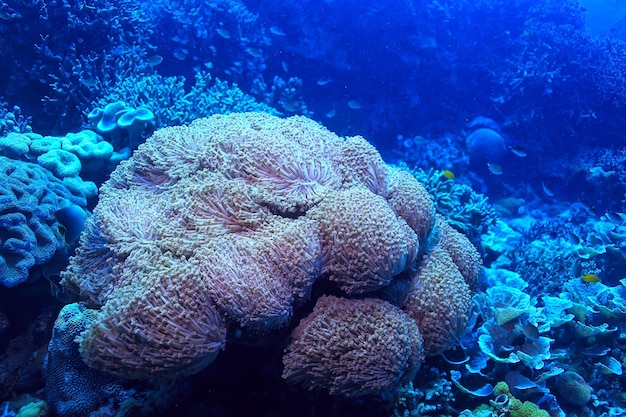 onderwaterwereld / blauwe zee-wildernis, wereldoceaan, geweldig onderwater