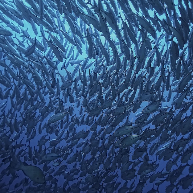 onderwaterwereld / blauwe zee-wildernis, wereldoceaan, geweldig onderwater