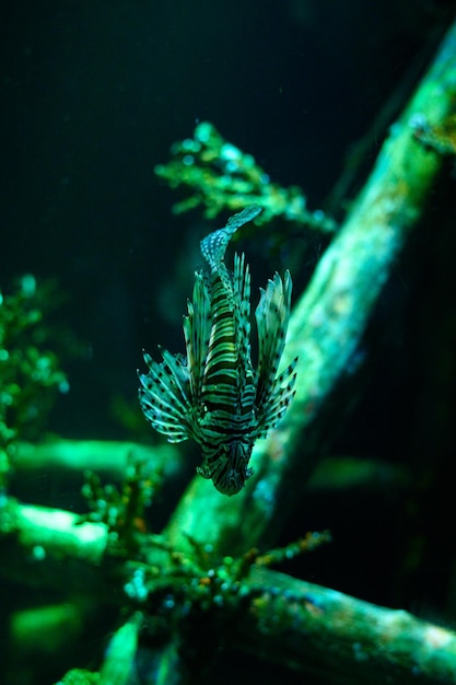 Onderwaterwereld Lionfish vissen in een aquarium