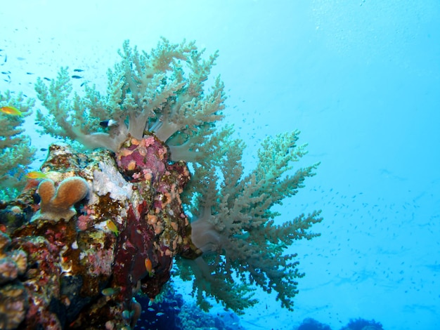 Onderwaterwereld van de Rode Zee