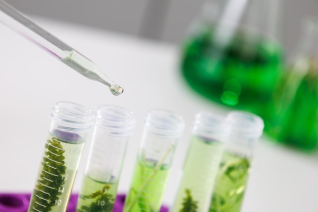 Onderzoek en biotechnologische wetenschap Wetenschappers ontwikkelen onderzoek naar algen Bio-energie biobrandstof energie-onderzoek