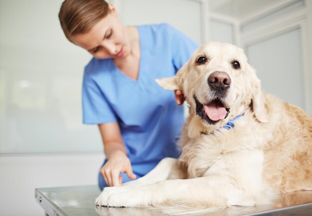 Onderzoek in dierenartsenklinieken