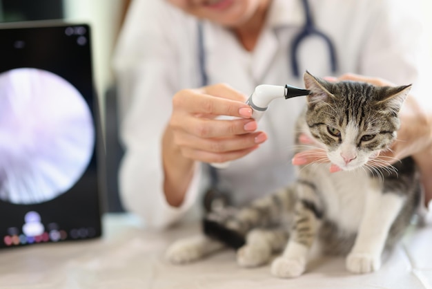Onderzoek van kattenoor in dierenkliniek met behulp van een otoscoopproblemen en oorpijn bij dieren