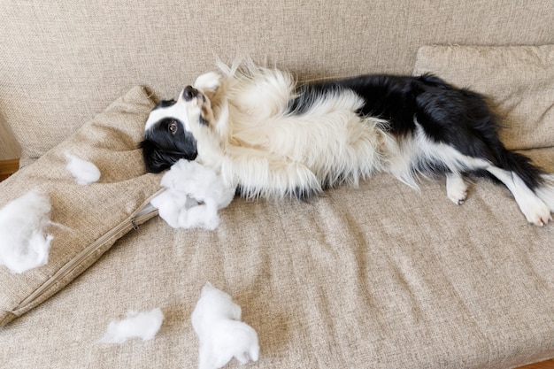 Ondeugende speelse puppy hond border collie na kattenkwaad bijten kussen liggend op de bank thuis