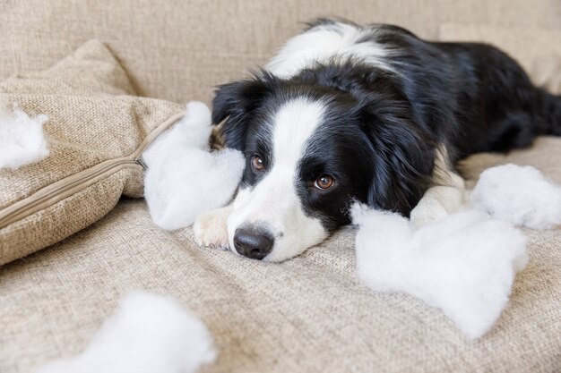 Ondeugende speelse puppy hond border collie na kattenkwaad bijten kussen liggend op de bank thuis