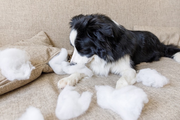 Ondeugende speelse puppy hond border collie na kattenkwaad bijten kussen liggend op de bank thuis