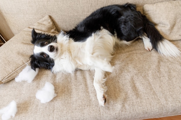 Ondeugende speelse puppy hond border collie na kattenkwaad bijten kussen liggend op de bank thuis