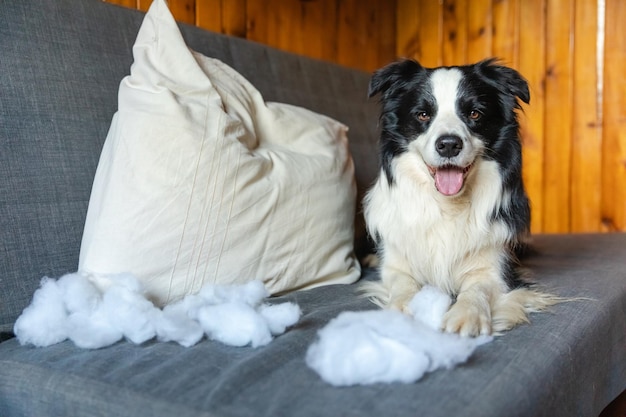 Ondeugende speelse puppyhond border collie na kattenkwaad bijtend kussen liggend op de bank thuis Schuldige hond en verwoeste woonkamer Schade rommelig huis en puppy met grappige schuldige blik