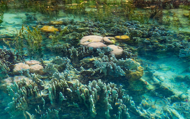 Ondiep koraalrif in turkoois transparant water