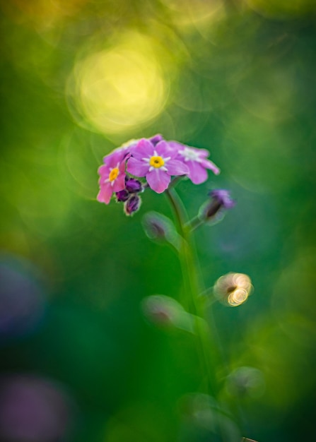 Ondiepe focus paarse primula op een groene onscherpe achtergrond