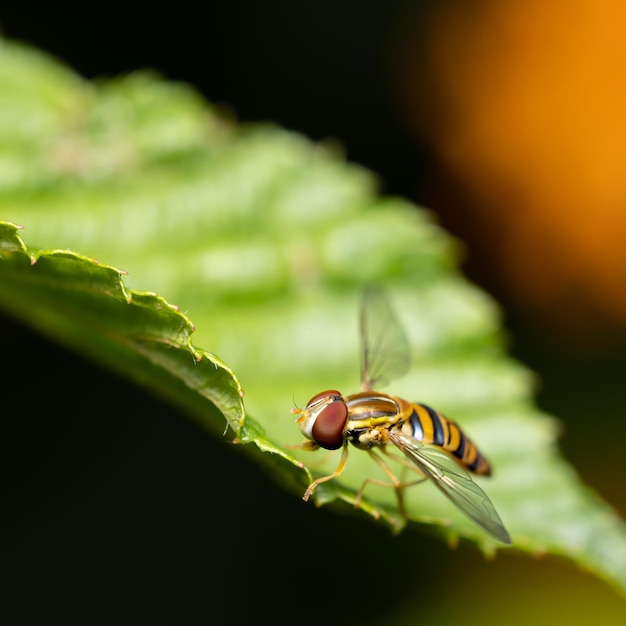 Ondiepe focus shot van een zweefvlieg zittend op een groen blad