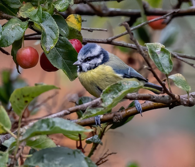 Ondiepe focus van een Euraziatische pimpelmeesvogel