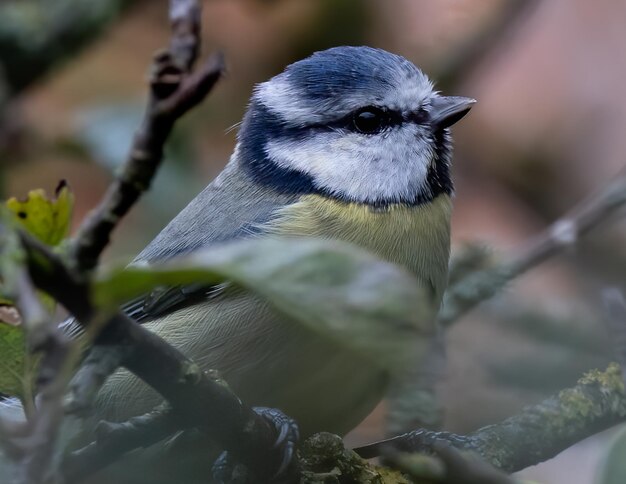 Ondiepe focus van een Euraziatische pimpelmeesvogel