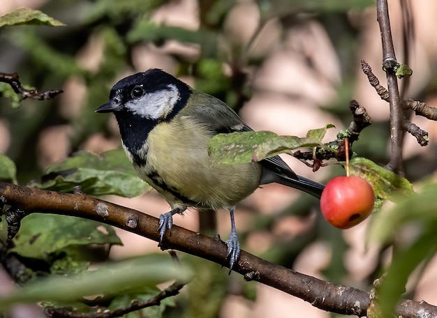 Ondiepe focus van een koolmeesvogel