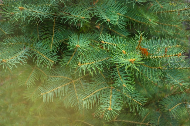 Ondiepe geselecteerde focus Fluffy fir tree brunch close-up achtergrond voor banner Christmas