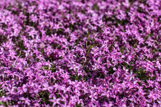 Ondiepe scherptediepte foto, slechts enkele bloemen in focus, roze phlox bloesems verlicht door de zon. Abstracte lente bloemrijke tuin achtergrond.