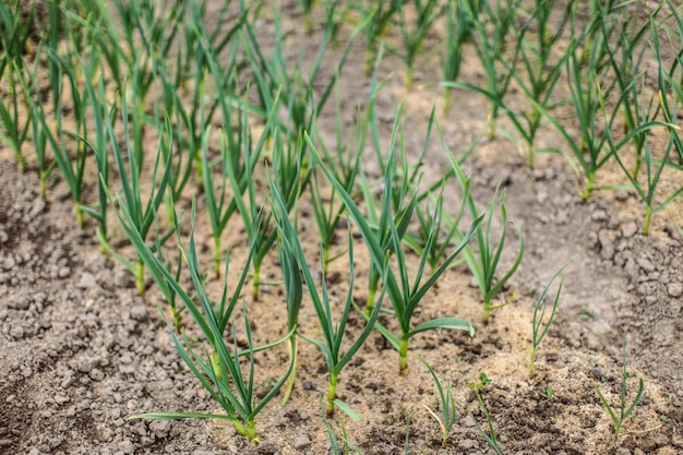 Ondiepe scherptediepte foto, slechts enkele planten in focus - jonge ui in de tuin.