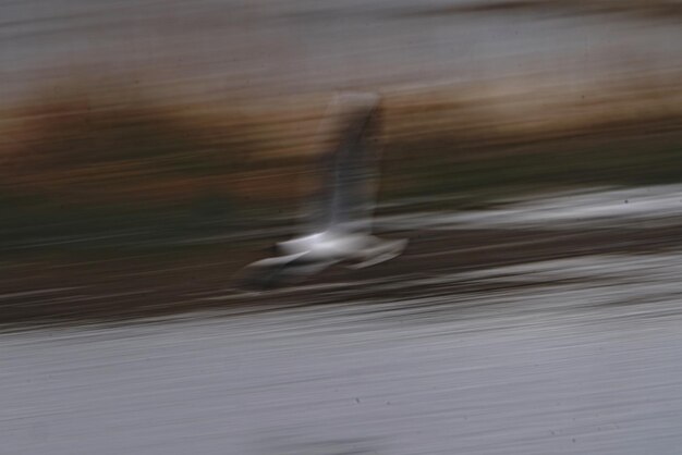 Foto onduidelijk beeld van een vliegende vogel