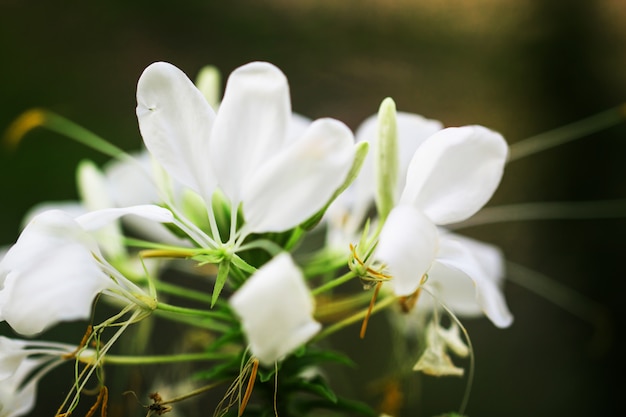 Onduidelijk beeld van Kleurrijke bloemen voor achtergrond