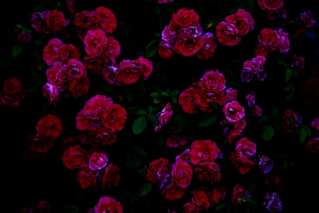 Onduidelijke donkere dramatische achtergrond van sombere rozen