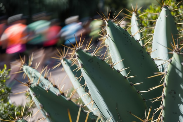 Foto onduidelijke hardlopers met een scherpe cactus op de voorgrond