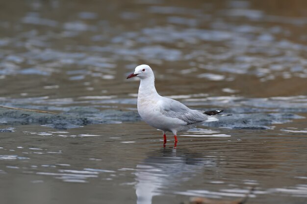 成虫のハシボソカモメ（Chroicocephalus genei）が水中に立っています