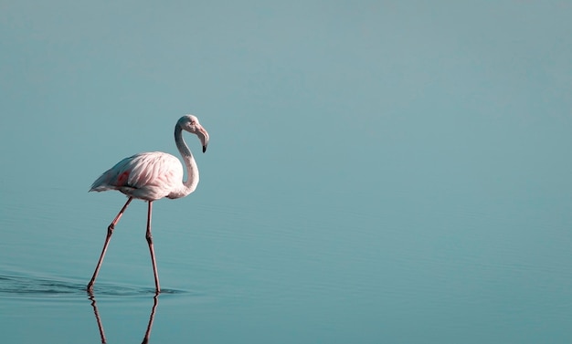 Один африканский белый фламинго гуляет по голубому соленому озеру. Намибийская птица