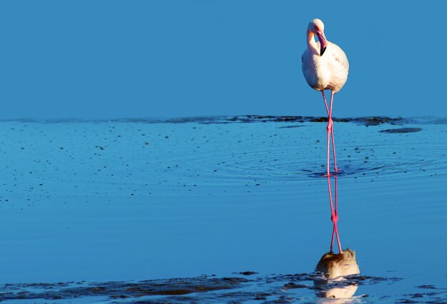 One african white flamingo  walking on the blue salt lake. Namibian bird