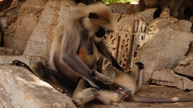 Foto un animale a chittaurgarh