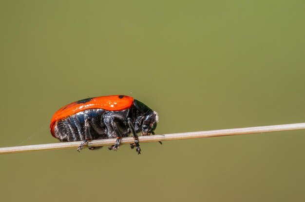 one ant bag beetle sits on a stalk in a meadow