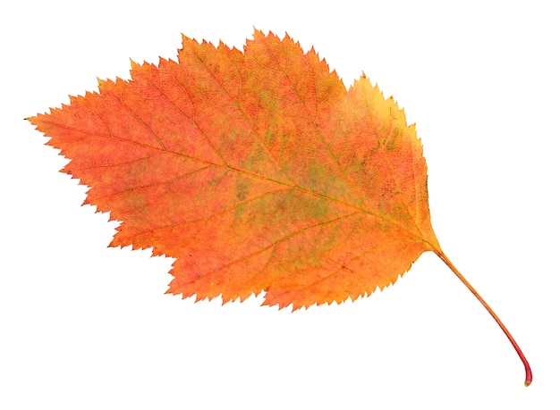 One autumn hawthorn leaf isolated on a white background with clipping path.