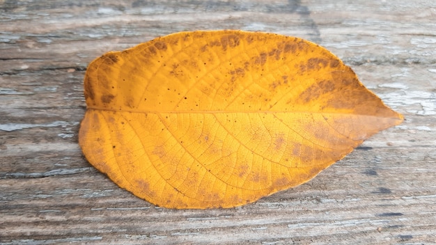 One autumn leaf on old wood background with copy space. Bright autumn colors and dark wood background. Concepts of the seasons, the environment. Thanksgiving autumn vacation background concept.