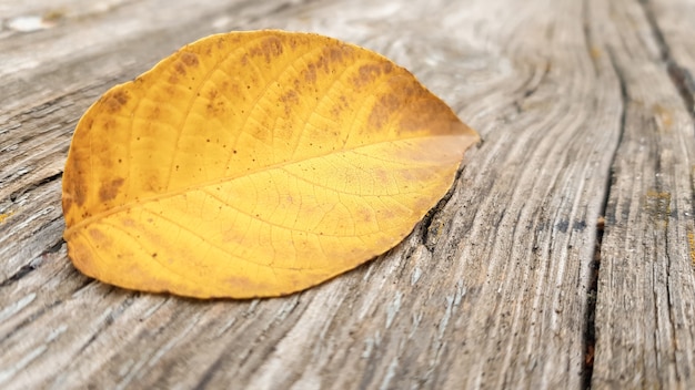 One autumn leaf on old wood background with copy space. Bright autumn colors and dark wood background. Concepts of the seasons, the environment. Thanksgiving autumn vacation background concept.