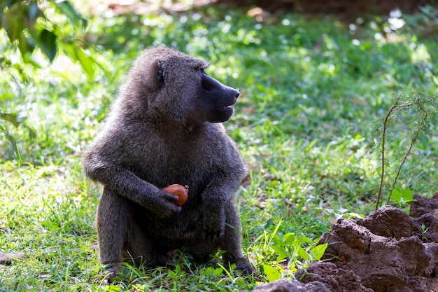 One baboon has found a fruit and nibbles on it