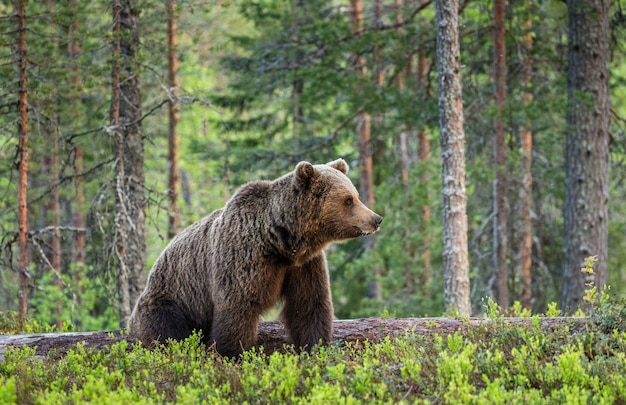 One bear in the background of a beautiful forest