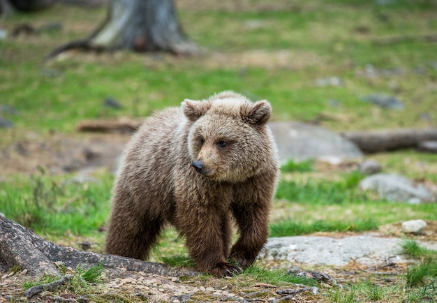 One bear in the background of a beautiful forest