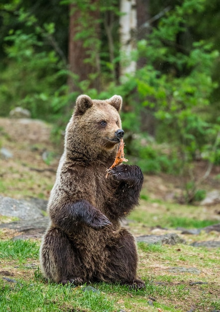 One bear in the background of a beautiful forest