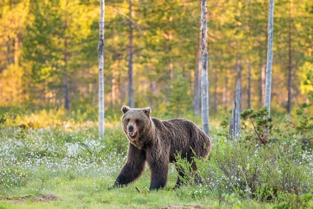 One bear in the background of a beautiful forest