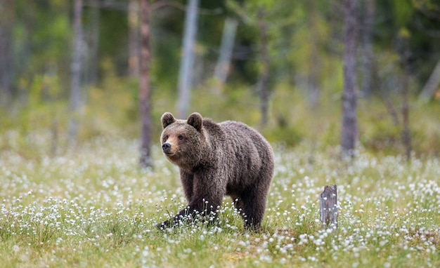 Один медведь на фоне леса среди белых цветов