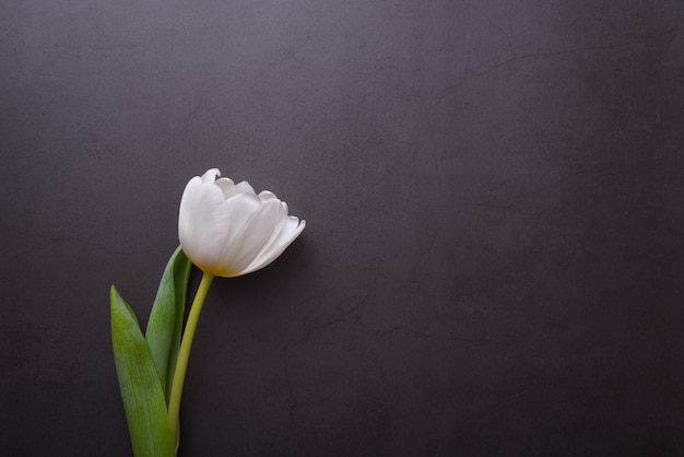 One beautiful bright white tulip in close-up against a dark gray wall.