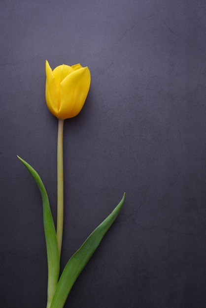 One beautiful bright yellow tulip in close-up against a dark gray stucco wall.