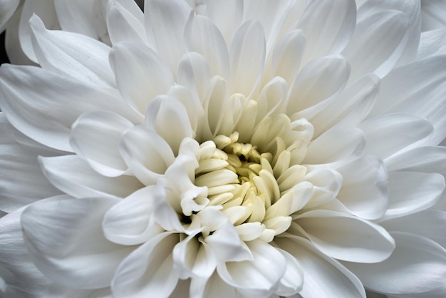 Un bellissimo fiore di crisantemo con petali bianchi in primo piano