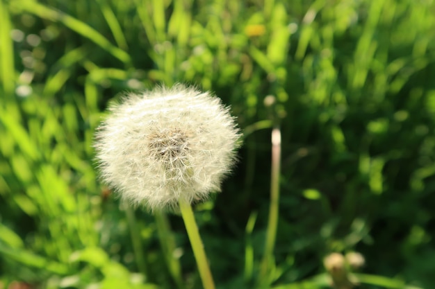 One beautiful dandelion flower in the field of grass 