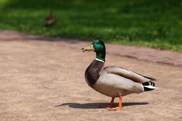 1羽の美しいアヒルが公園を散歩します