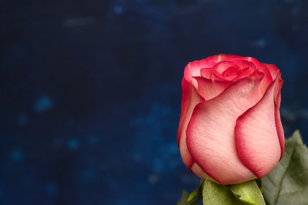 One beautiful pink rose on blue wall