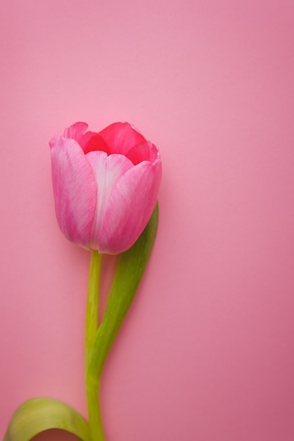 One beautiful pink Tulip close-up on a pink background.