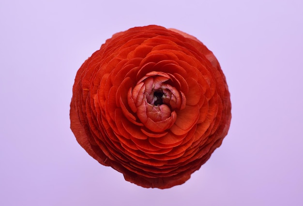 One beautiful red ranunculus flower on a pink background Buttercup flower in full bloom