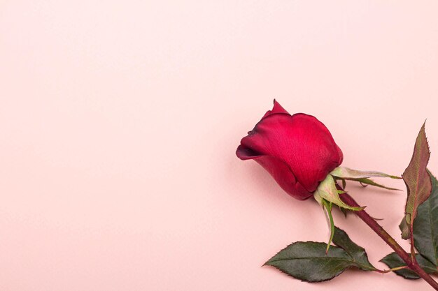 One beautiful red rose lies on a light pink background