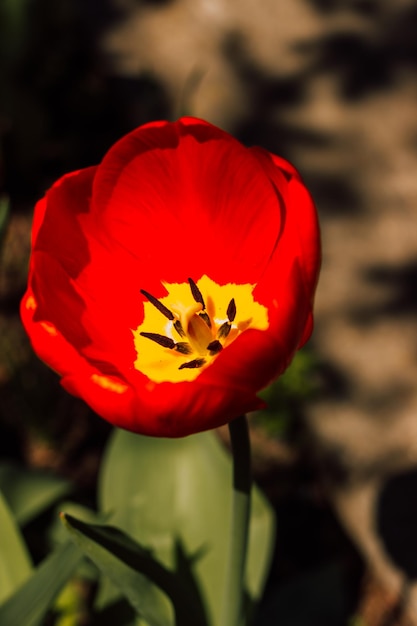 One beautiful red tulip blooms on a sunny day